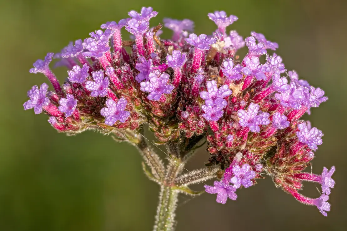 Argentinisches Eisenkraut (Verbena bonariensis) [3]